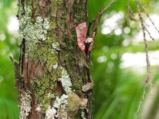 fungos e musgos em tronco 