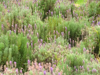 Campo r&uacute;stico de lavandas