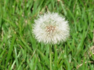 Dente-de-le&atilde;o em close
