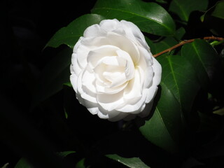 Flor de cam&eacute;lia branca desabrochada