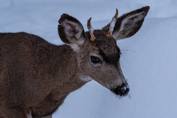 White-tailed Deer in Snow