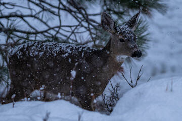 White-tailed Deer in Snow