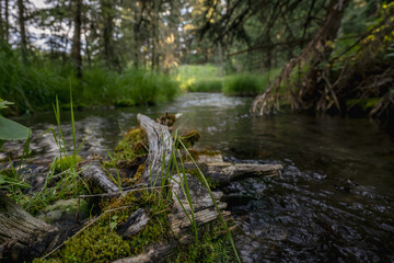 Aged Logs Create Island In Small Stream