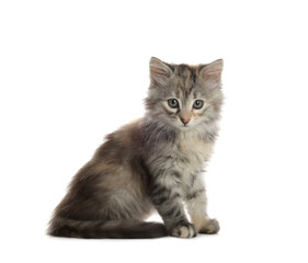 Obraz premium Cute fluffy kitten on white background. Baby animal