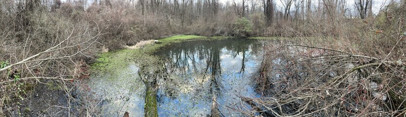 Obraz premium stream in the forest