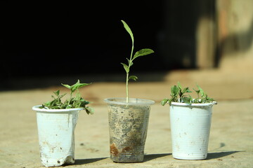 plant in a pot