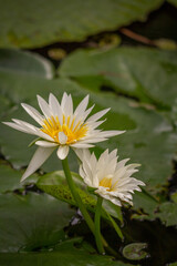 Close-Up of Two Water Lily on Pond Surrounded by Lily Pads with Copy Space Vertical