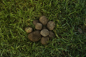 Fresh truffles on green grass, top view