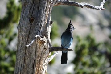 blue bird in a tree