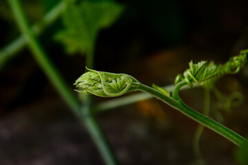 close up of a green sprout, edible flower, punpkin flower