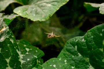 spider on a leaf, pest in the plantation, baker's day