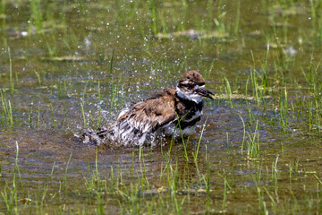 The killdeer (Charadrius vociferus) bathes in a flooded meadow 