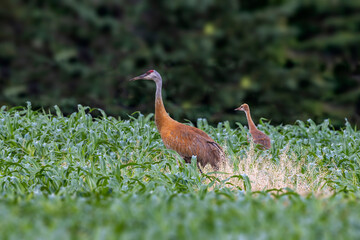 The sandhill crane (Antigone canadensis) with young on the field
