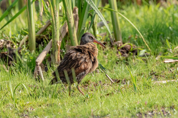  Virginia rail (Rallus limicola), Wading bird looking for food in the shallow overgrown waters of swamps and reeds