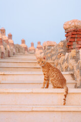Red-haired not purebred cat sits on rungs of stairs. Ginger cat on street on summer morning....