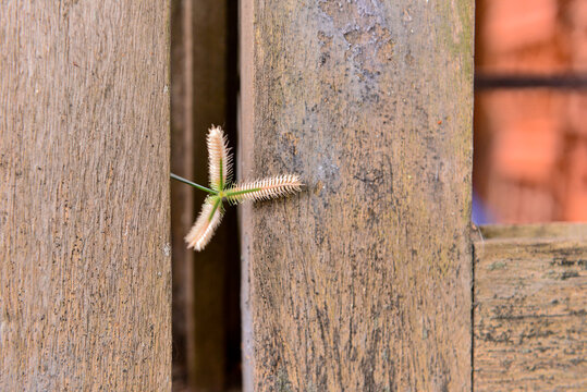 old window with grass flower
