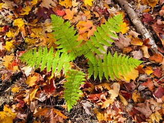 circular fern