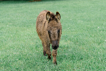 Cute Donkey