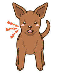 威嚇するミニチュアピンシャー（レッド）