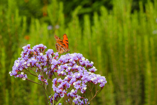Monarch butterfly perched on beautiful violet flowers
