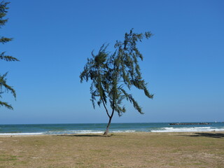 Australian or whistling pine tree moving sway when the wind was shaking on the beach with blue sky in background, Wave in the sea were violently hitting the shore at  Pranburi Forest Park, Thailand