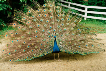 Obraz premium peacock with feathers