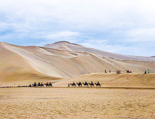 The Camel tourism in the desert
