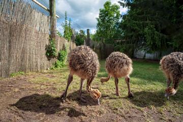 little ostriches walk in the yard