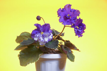  Blooming lilac African Saintpaulia on a yellow background in a white pot close-up.