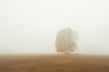 tree in the fog