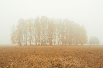 foggy morning in a field with a view of the autumn forest