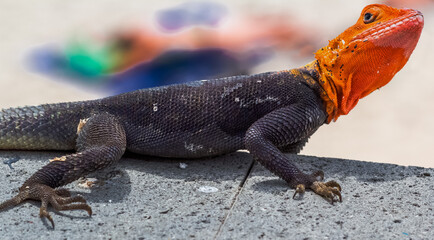 Agame des Colons, lézard de l’île de la Réunion 