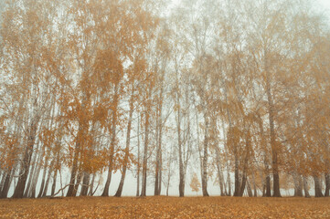 autumn forest in the fog