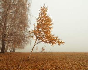 autumn tree in the fog