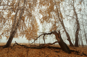 a fallen tree in the autumn forest in the fog