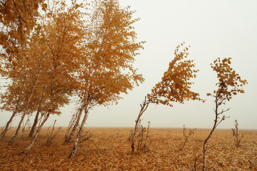 autumn tree in the field