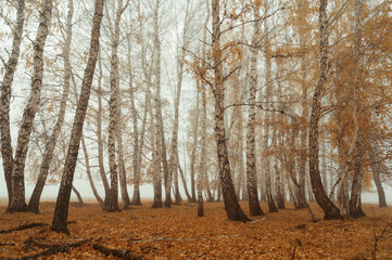autumn forest in the fog