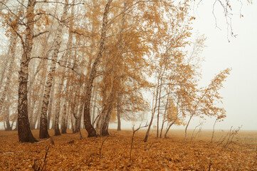 autumn forest in the fog