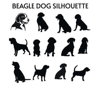 13 Set of Beagle Dog Silhouettes vector, isolated black silhouette of a dog, collection, Animal Silhouette, Dog breeds vector silhouettes set