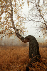 autumn tree in the fog