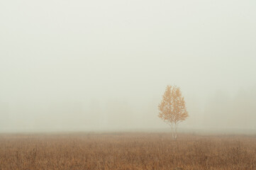 fog in the field