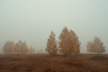 misty morning in the forest