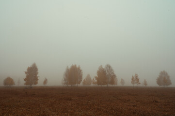 misty morning in the forest