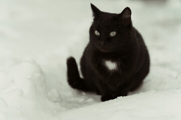 Black cat sitting on white snow