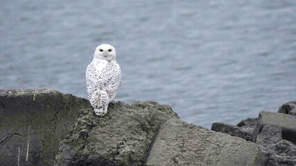 An Adult Snowy Owl Perches Near a Lake in Kansas in December