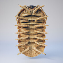 Underside Belly of 3d Rendering Pill Bug Isopod Roly Poly