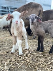 baby lamb and parent