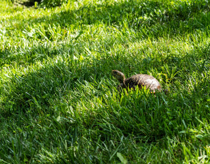 Ornate Box Turtle in the grass in Missouri