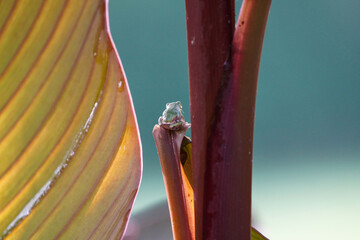 Grey' Tree Frog baby sitting on Cannas Plant in Missouri