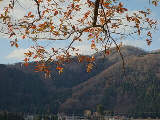 青空の下の紅葉